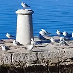 Vlado 자다르